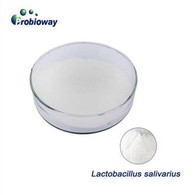 แลคโตบาซิลลัส ซาลิวาเรียส โปรไบโอติกส์