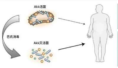 โพสไบโอติกของ AKK ได้ผลหรือไม่?