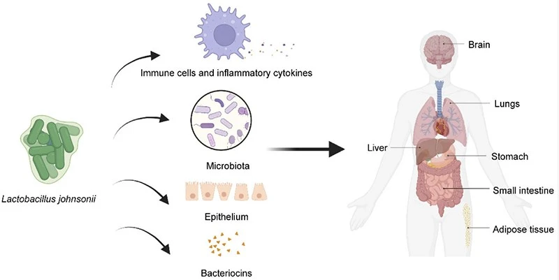 lactobacillus johnsonii